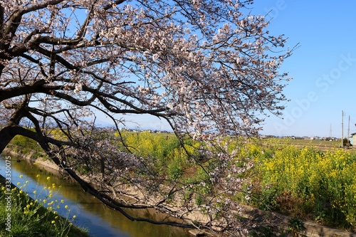 さくら 川 菜の花 春 風景 杤木