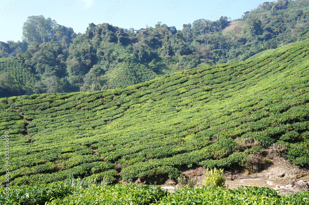 Tea Valley at Cameron Highland, Malaysia. In addition to being the ...