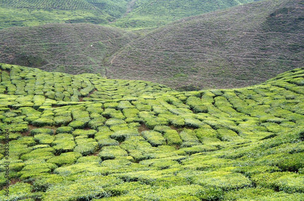 Tea Valley at Cameron Highland, Malaysia. In addition to being the largest tea producers in Malaysia, it is also a popular tourist destination in Malaysia.