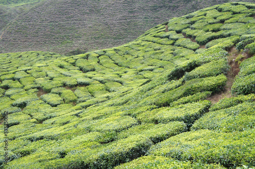 Tea Valley at Cameron Highland, Malaysia. In addition to being the largest tea producers in Malaysia, it is also a popular tourist destination in Malaysia.