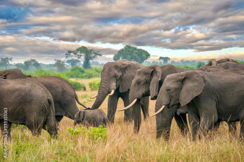 Photography A herd of female African elephants (Loxodonta africana) protects a young calf as they walk through the beautiful landscape of Queen Elizabeth National Park, Uganda