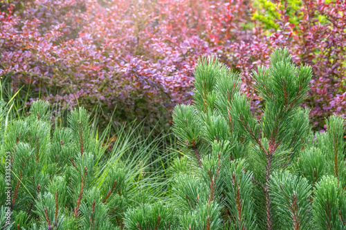 Green pine branches and bushes of barberry with red leaves