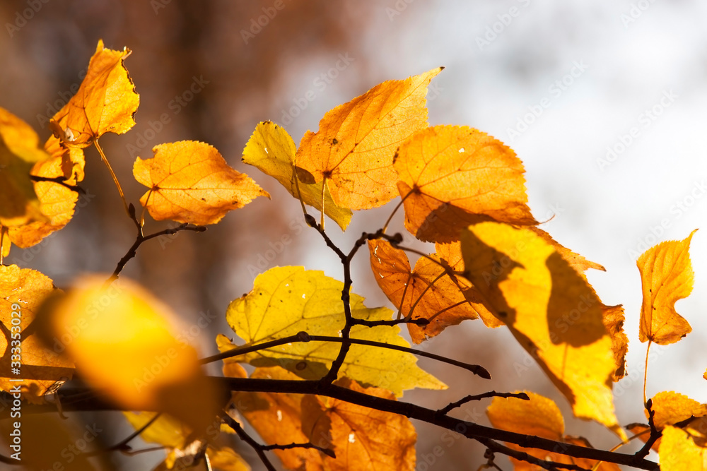 autumn yellow foliage autumn yellow foliage