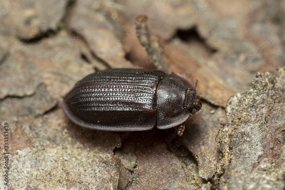 Bark-gnawing beetle, Ostoma ferruginea on bark Bark-gnawing beetle, Ostoma ferruginea on bark