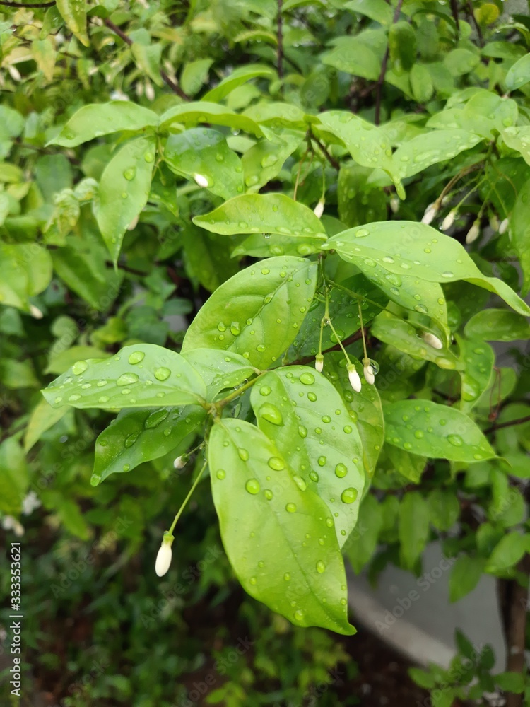 green leaves of basil green leaves of basil