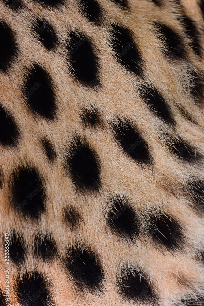 Black spots and coarse hairs on cheetah Black spots and coarse hairs on cheetah
