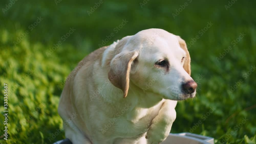 Adorable Beagle-Labrador mix dog looking up while sitting in a bucket Adorable Beagle-Labrador mix dog looking up while sitting in a bucket