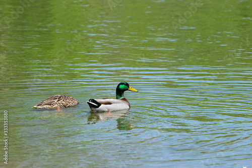 Pair of Mallard Ducks swimming on lake
