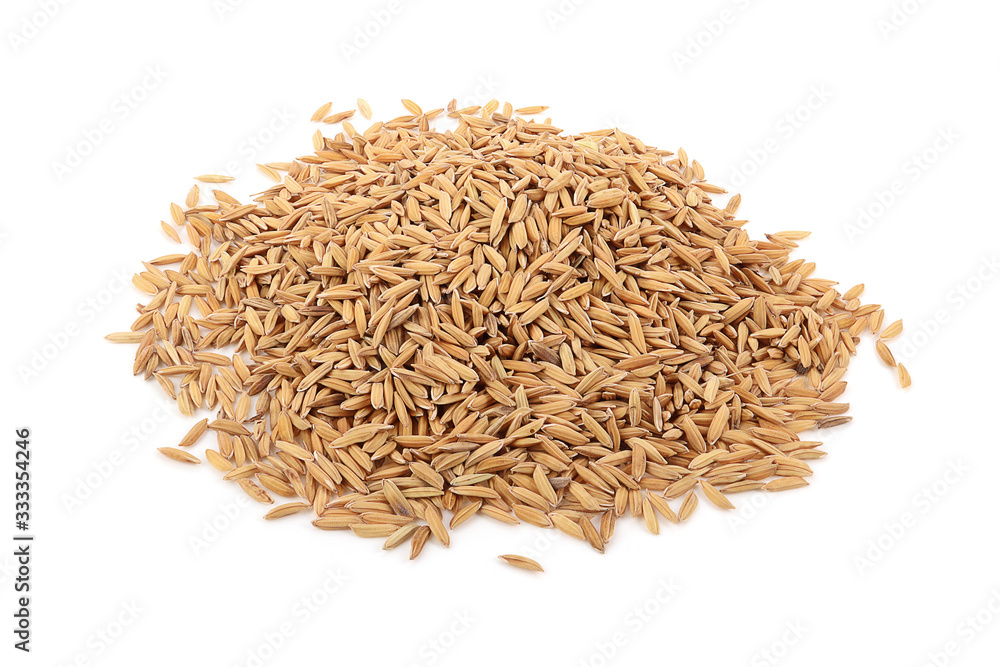 paddy isolated on a white background paddy isolated on a white background