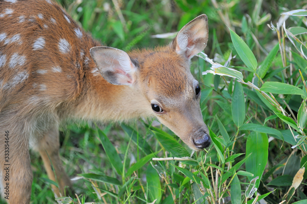 Fototapeta premium エゾシカの赤ちゃん(北海道・知床)