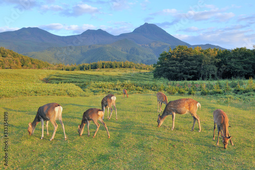 Wallpaper Mural 知床連山とエゾシカの群（北海道・知床） Torontodigital.ca