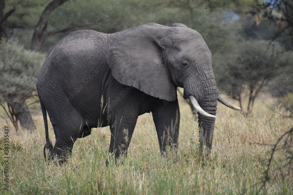 African elephant in Tarangire National Park, Tanzania African elephant in Tarangire National Park, Tanzania