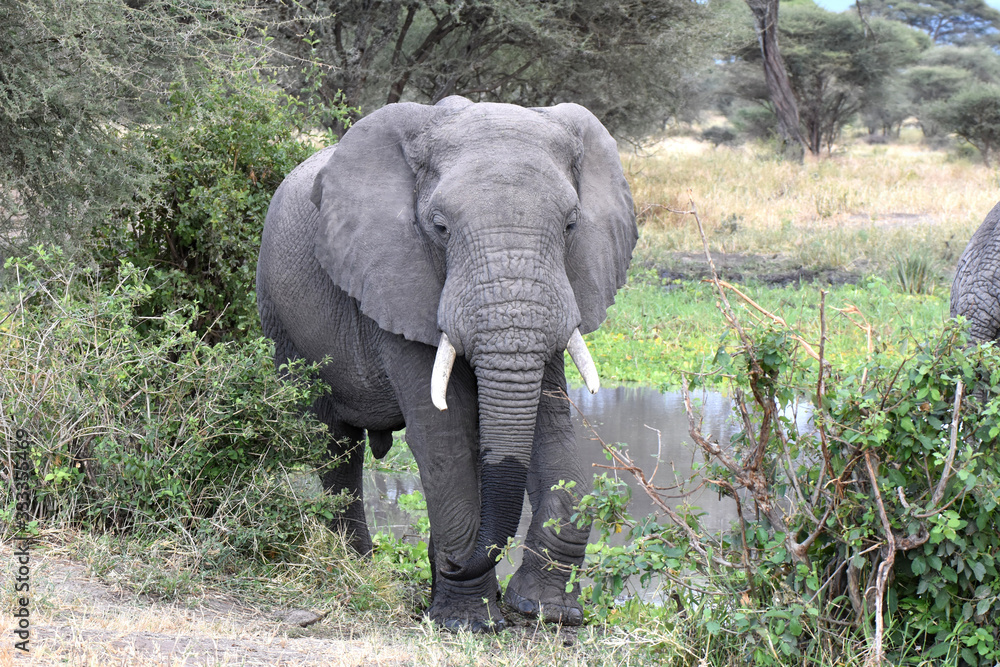 Fototapeta premium African elephant in Tarangire National Park, Tanzania
