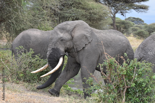 African elephant in Tarangire National Park  Tanzania