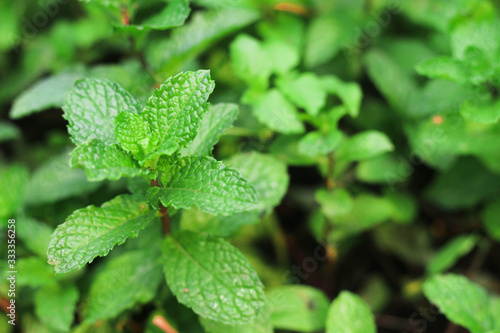 Mint plant grow at vegetable garden. Closeup Mint plant on blurred.