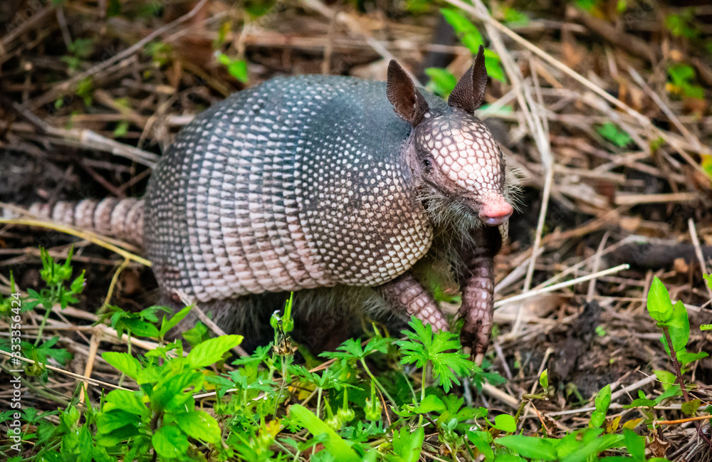 Obraz premium Armadillo Digging for Grubs