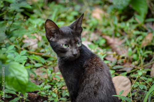 black cat