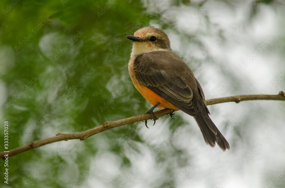 Fototapeta premium bird on branch