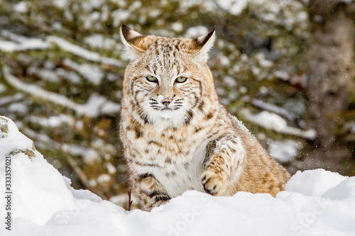 Bobcat playing in the snow © Centioli Photography
