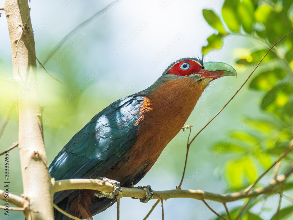 Obraz premium The Chestnut-breasted Malkoha has a rich chestnut-brown chest and is dark glossy greenish above with a bright red face and staring pale eyes. Scientific name is Phaenicophaeus curvirostris.