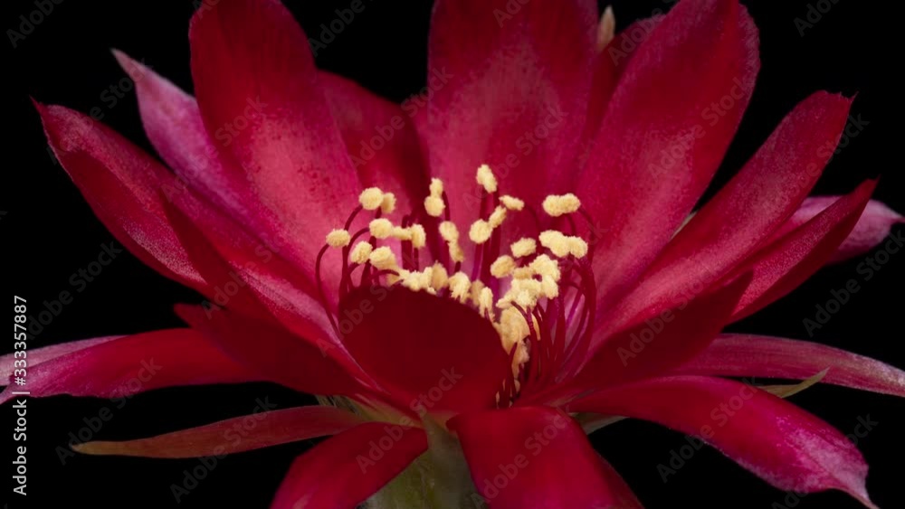Red Colorful Flower Timelapse of Blooming Cactus Opening / 4k fast motion time lapse of a blooming cactus flower. Red Colorful Flower Timelapse of Blooming Cactus Opening / 4k fast motion time lapse of a blooming cactus flower.