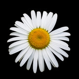 Chamomile flower isolated on the black