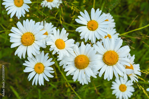 Summer white chamomile flowers meadow