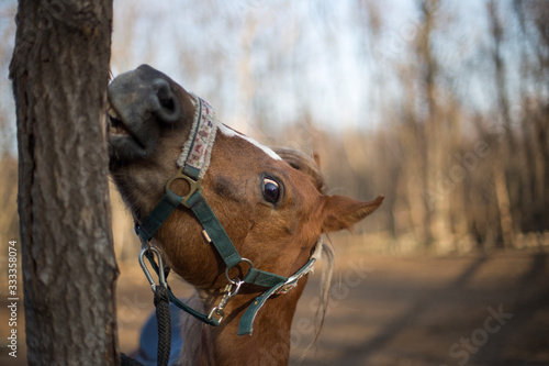 portrait of a red smiling pony