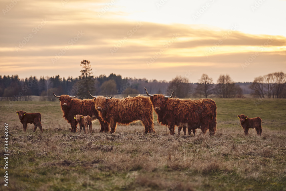 Herd of young highland beef cattle being run on for beef Herd of young highland beef cattle being run on for beef