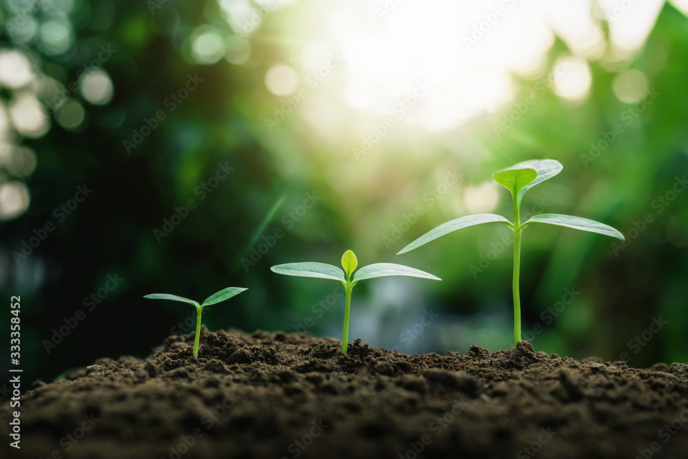 Fototapeta premium Plant growth on the soil