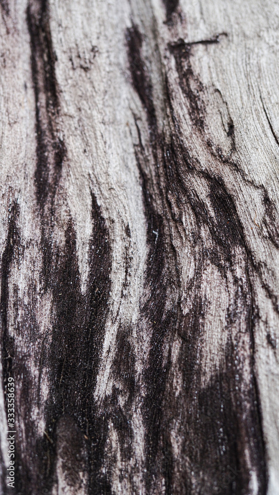 Fototapeta premium Selective focus, old rustic wood texture with natural pattern, surface nature for background
