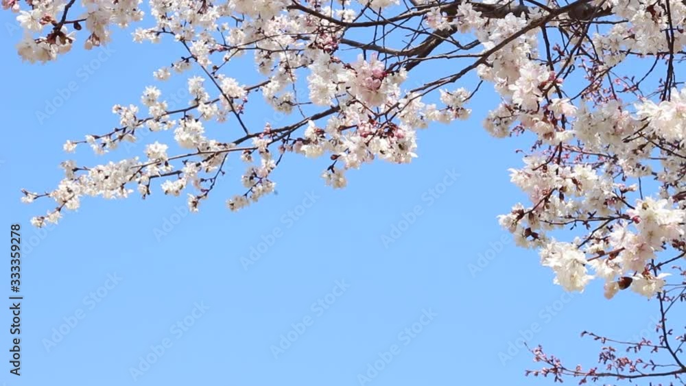 Branches of blossoming sakura against the sky, beautiful spring background Branches of blossoming sakura against the sky, beautiful spring background