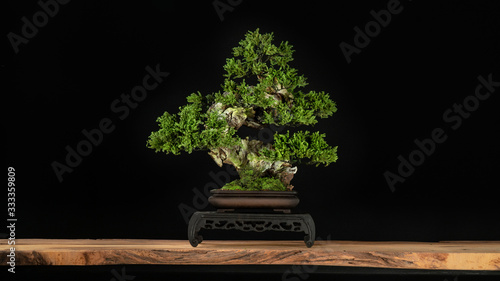 Japanese bonsai tree style used for decoration. Bonsai is used to decorate the shop. Japanese bonsai tree on a black back wooden floor. photo