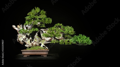 Japanese bonsai tree style used for decoration. Bonsai is used to decorate the shop. Japanese bonsai tree on a black back wooden floor. photo