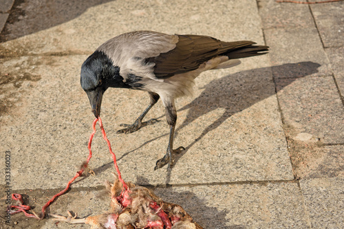 Crow eats a dead bird.