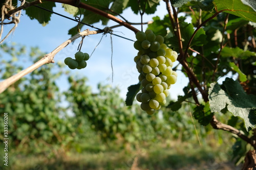 ripe grapes in an open field are illuminated by the rays of the setting sun