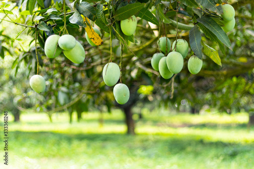 Lots of green mangoes hanging on treeLots of green mangoes hanging on tree
