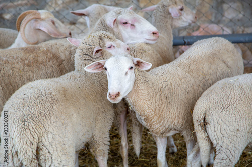 Group of sheep looking into the lens 