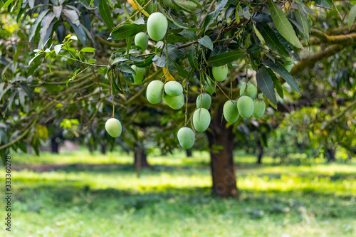 Lots of green mangoes hanging on tree at a Mango Orchard in Rajshahi