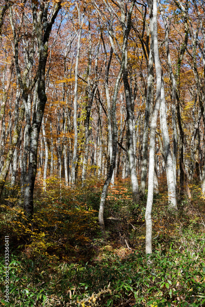 Obraz premium 大山隠岐国立公園の美しい自然