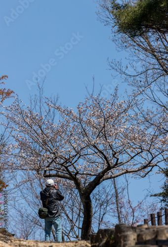 満開の桜を写真撮影している男性