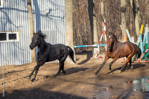 horses in motion