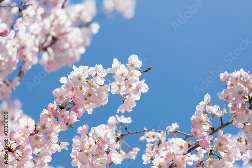 春の満開の桜の花