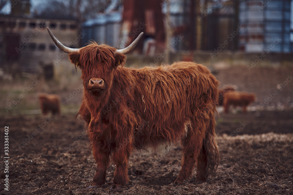 Young Scottish Highland Beef Cattle closeup