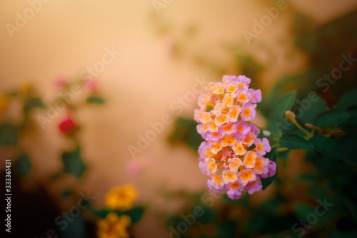 flowers in the garden