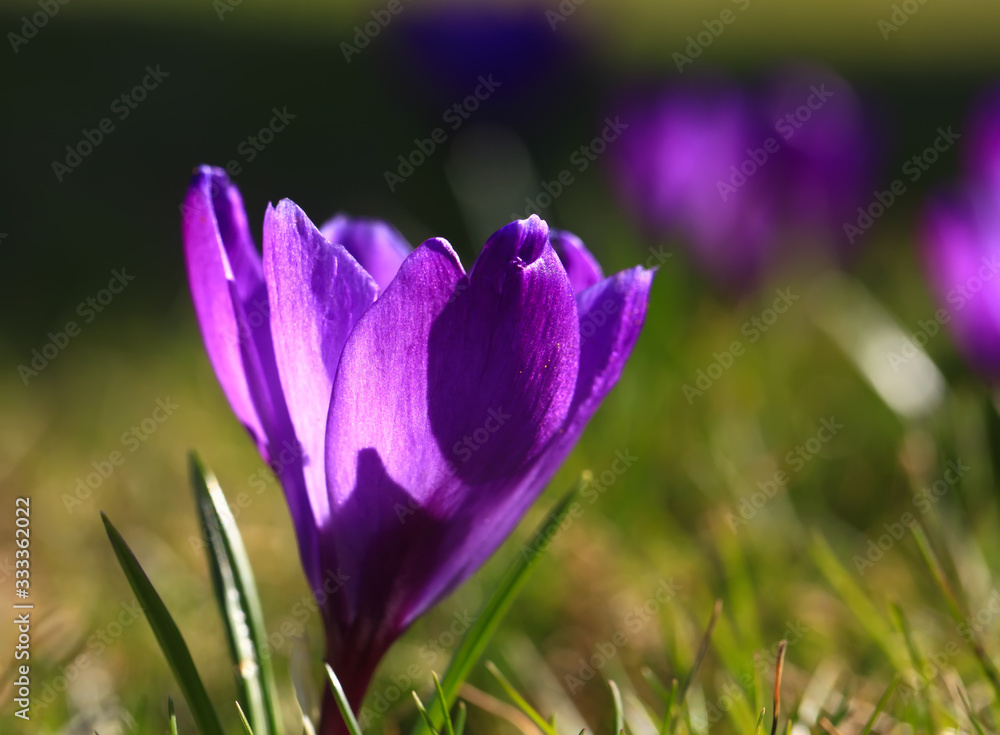Crocus (plural: crocuses or croci) is a genus of flowering plants in the iris family. Flowers close-up on a blurred natural background. The first spring flower in the garden Crocus (plural: crocuses or croci) is a genus of flowering plants in the iris family. Flowers close-up on a blurred natural background. The first spring flower in the garden