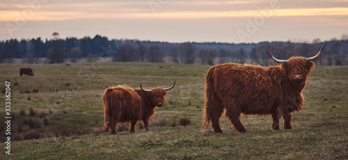 Young Scottish Highland Beef Cattle closeup