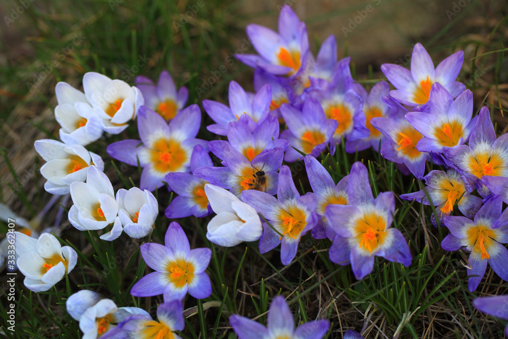 Crocus (plural: crocuses or croci) is a genus of flowering plants in the iris family. Flowers close-up on a blurred natural background. The first spring flower in the garden Crocus (plural: crocuses or croci) is a genus of flowering plants in the iris family. Flowers close-up on a blurred natural background. The first spring flower in the garden