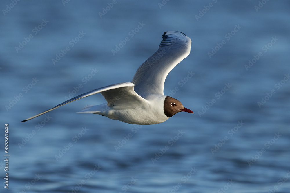 Black-headed gull (Chroicocephalus ridibundus)