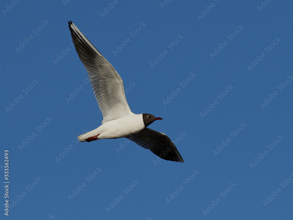 Black-headed gull (Chroicocephalus ridibundus) Black-headed gull (Chroicocephalus ridibundus)